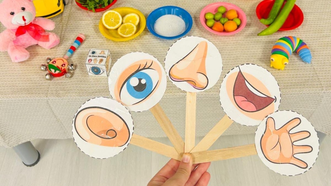 5 Duyu Organımızı Öğrendik